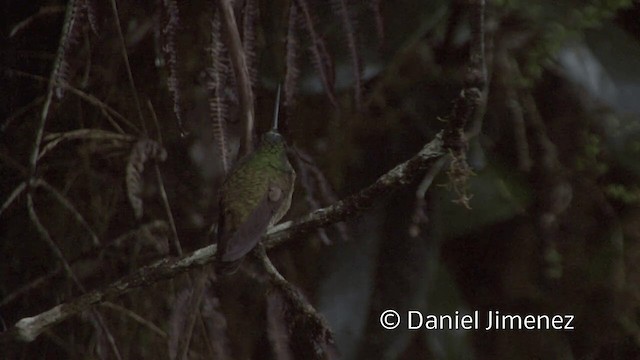 Mor Gerdanlı Parlakalın (dichroura) - ML201948581