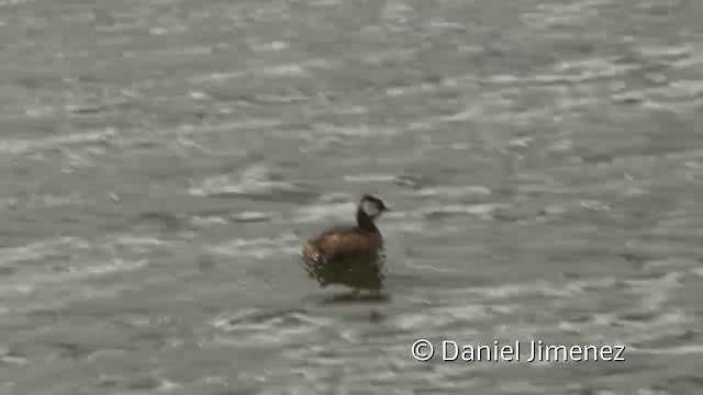 White-tufted Grebe - ML201948681