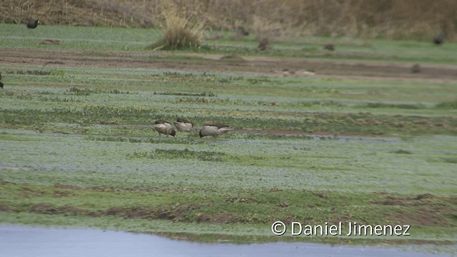 Yellow-billed Teal (oxyptera) - ML201948711