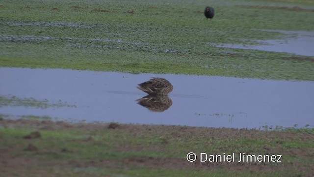 Yellow-billed Pintail (South American) - ML201948721