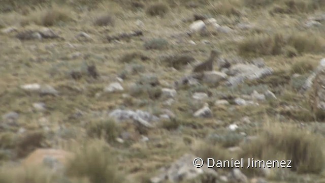 Ornate Tinamou - ML201948801