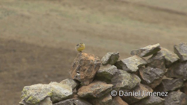 Bright-rumped Yellow-Finch - ML201948831