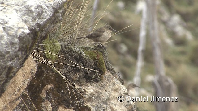 Buff-breasted Earthcreeper (Plain-breasted) - ML201948871