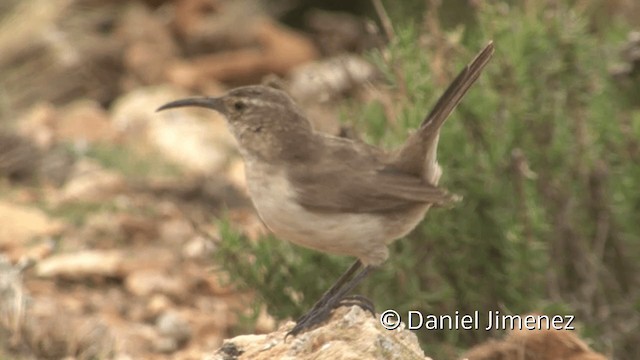 Buff-breasted Earthcreeper (Plain-breasted) - ML201948881