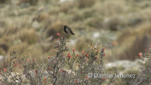 Colibri à plastron noir - ML201948891