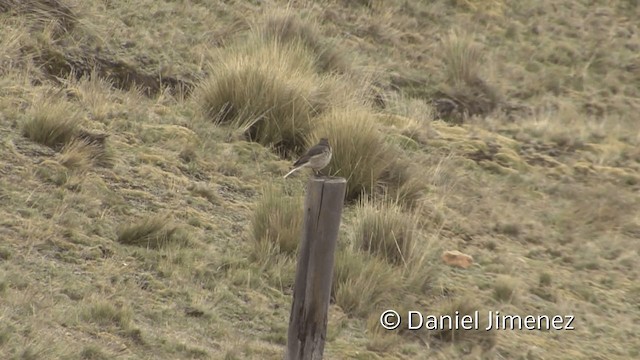 Black-billed Shrike-Tyrant - ML201948941