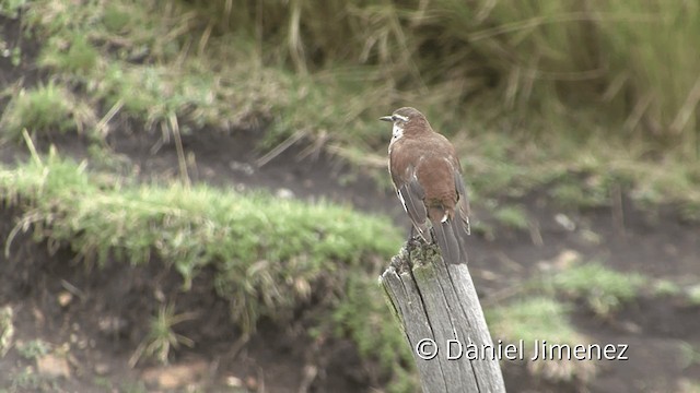 White-winged Cinclodes - ML201948951