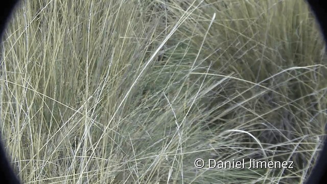 Râle noir (tuerosi) - ML201948961