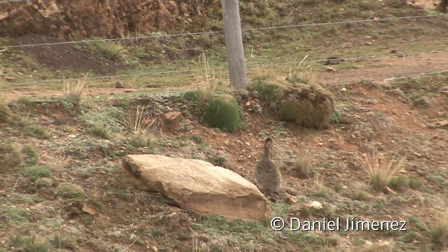 Ornate Tinamou - ML201948971