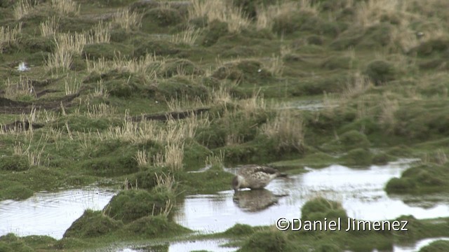 Crested Duck - ML201948991