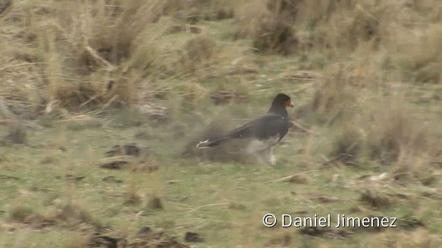 Mountain Caracara - ML201949001