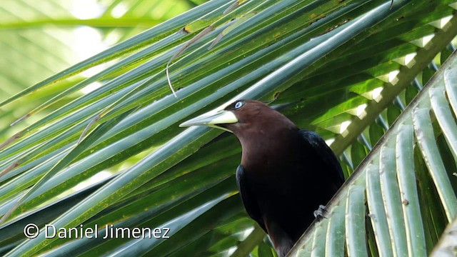 Chestnut-headed Oropendola - ML201949061