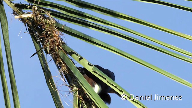 Chestnut-headed Oropendola - ML201949071