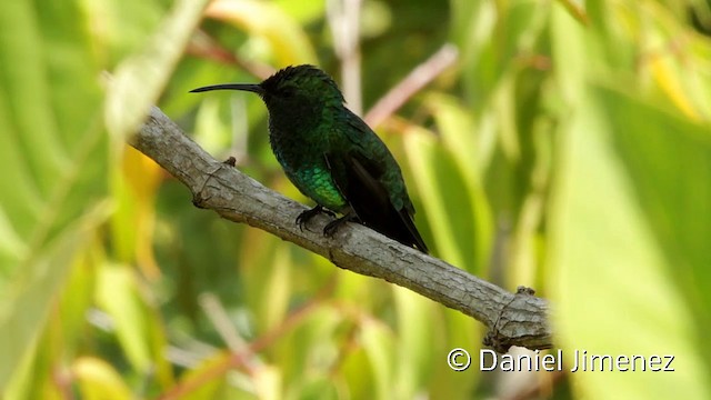 Colibrí de Buffon (grupo buffonii) - ML201949091