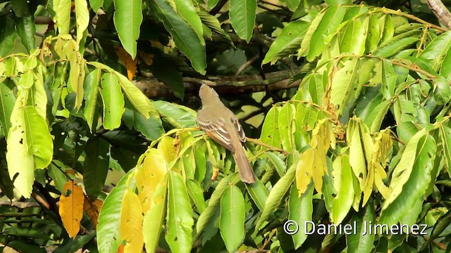 Panama Flycatcher - ML201949111