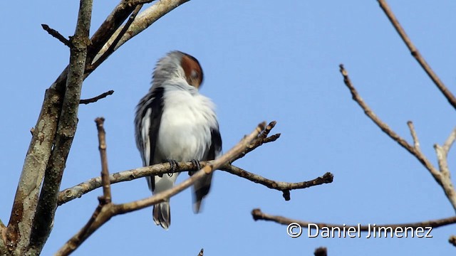 Black-crowned Tityra - ML201949121