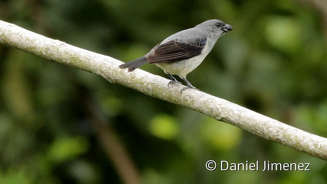 Plain-colored Tanager - ML201949171