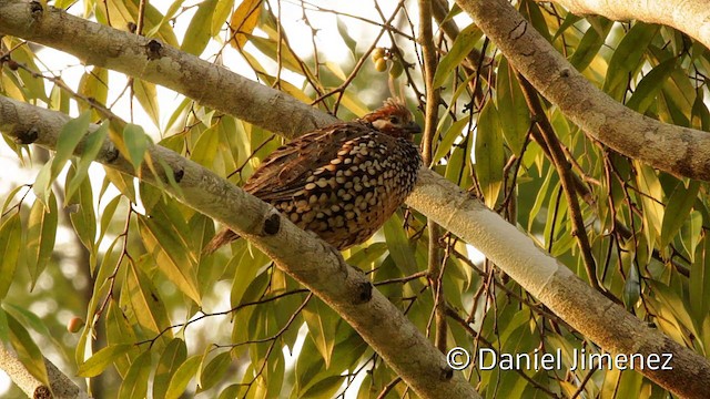 Crested Bobwhite - ML201949211