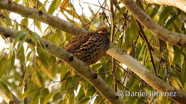 Crested Bobwhite (Crested) - ML201949211