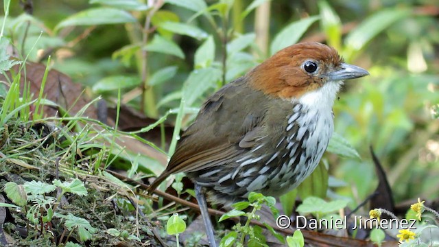 Chestnut-crowned Antpitta - ML201949221