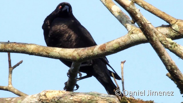 Giant Cowbird - ML201949251