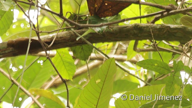 Red-rumped Woodpecker - ML201949271