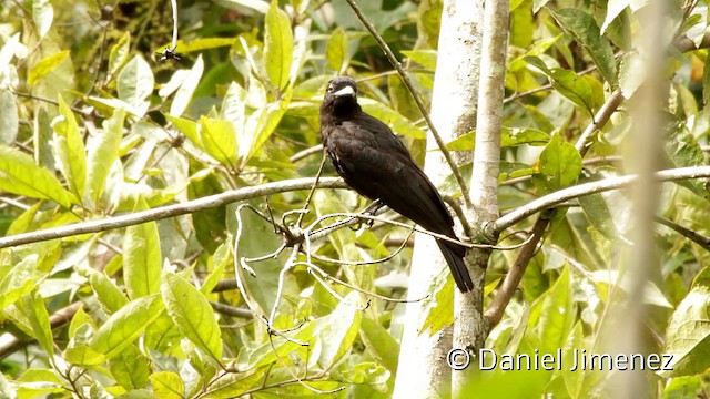 Purple-throated Fruitcrow - ML201949281