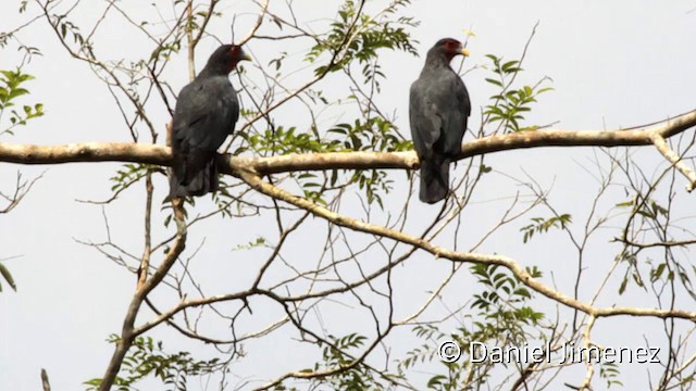 Caracara à gorge rouge - ML201949291