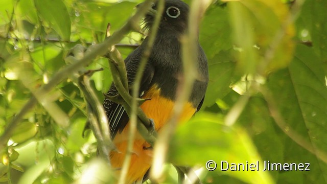 Trogon pattu - ML201949301