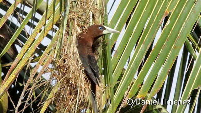 Chestnut-headed Oropendola - ML201949311