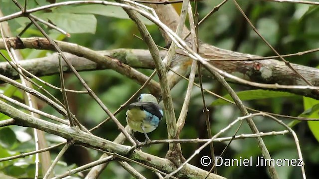 Golden-hooded Tanager - ML201949321