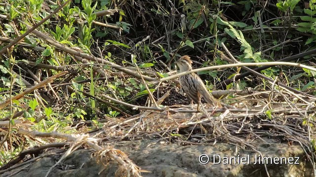 Striped Cuckoo - ML201949351