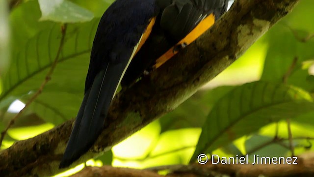 White-tailed Trogon - ML201949361