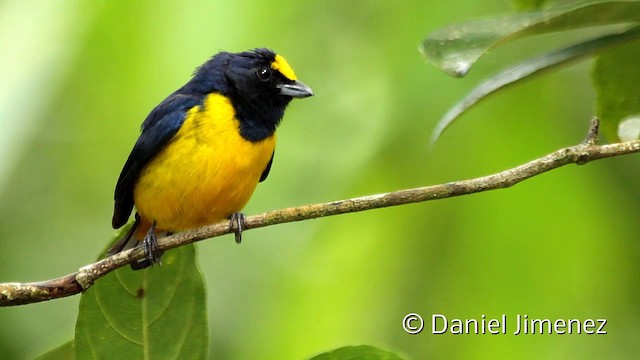 Fulvous-vented Euphonia - ML201949391