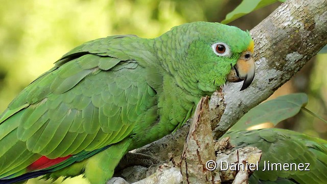 キビタイボウシインコ - ML201949421