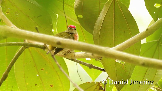 rødstripemanakin (striolatus gr.) - ML201949441