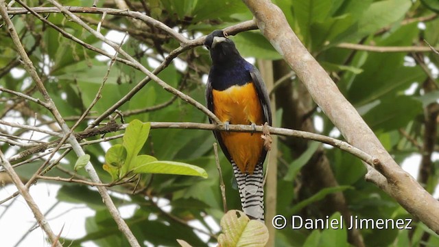 trogon podvazkový - ML201949461