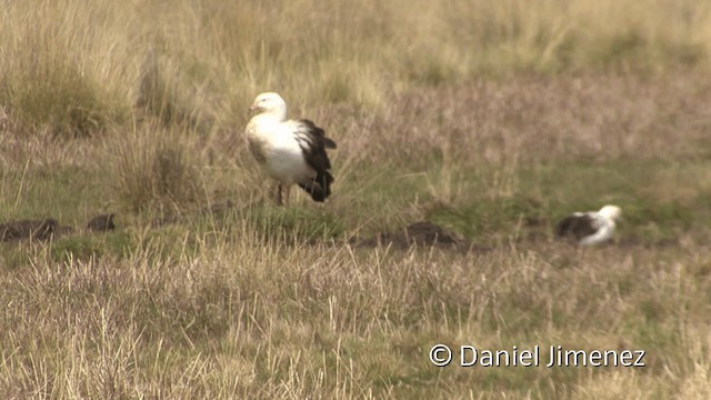 Andean Goose - ML201949521