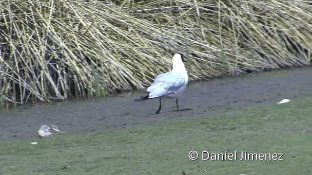 Andean Gull - ML201949531