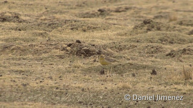 Bright-rumped Yellow-Finch - ML201949551