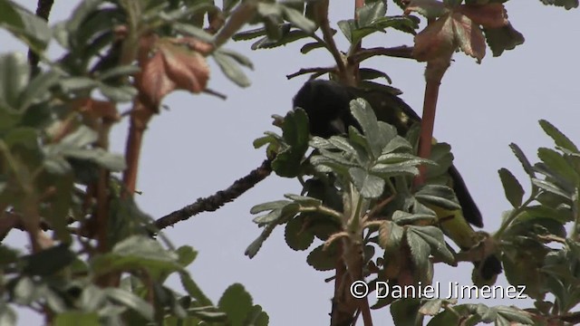 Black Siskin - ML201949561