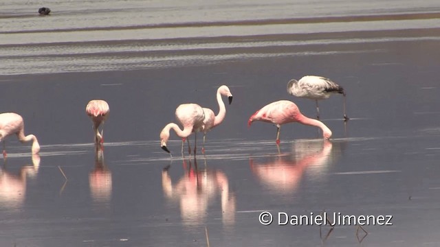 Şili Flamingosu - ML201949571