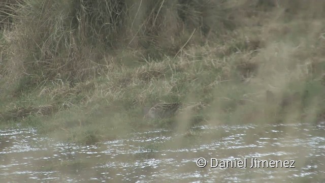 Puna Snipe - ML201949611