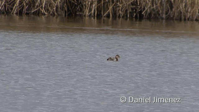 White-tufted Grebe - ML201949651