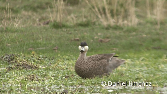 Puna Teal - ML201949681