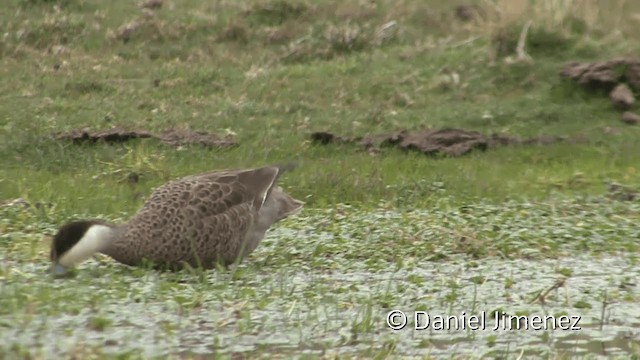 Puna Teal - ML201949691