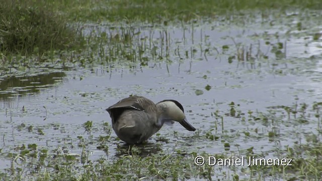 Puna Teal - ML201949701