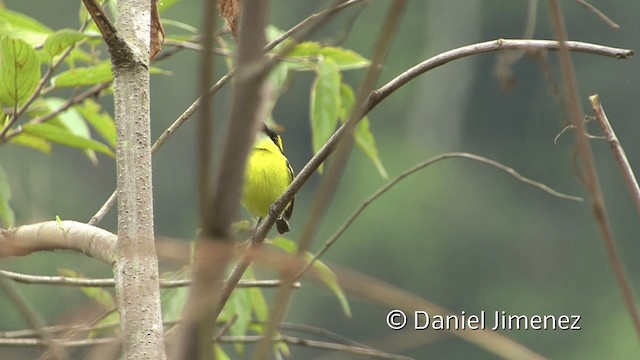 Yellow-browed Tody-Flycatcher - ML201949791
