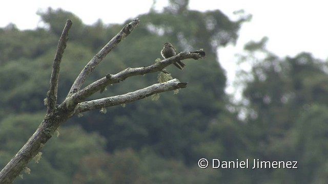 Southern Rough-winged Swallow - eBird Southern Rough-winged Swallow - eBird