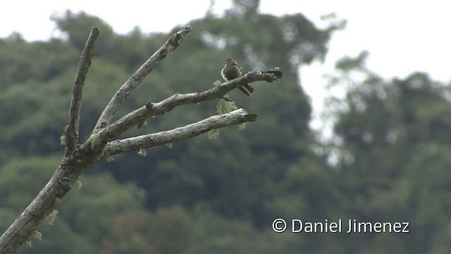 Southern Rough-winged Swallow - ML201949881